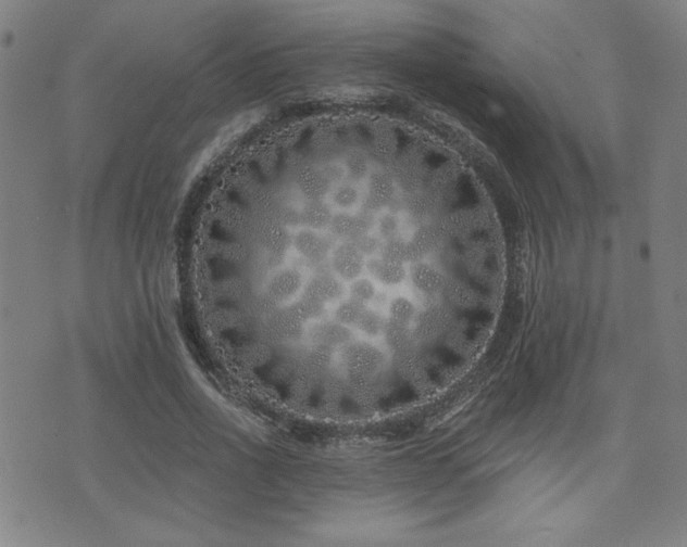 X0000072940734200607211101