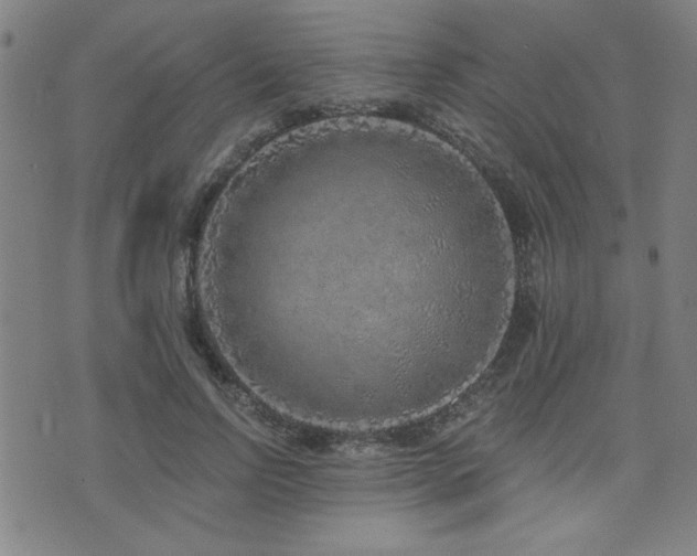 X0000072940742200607211101