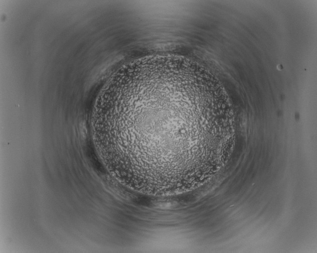 X0000072940746200607211101