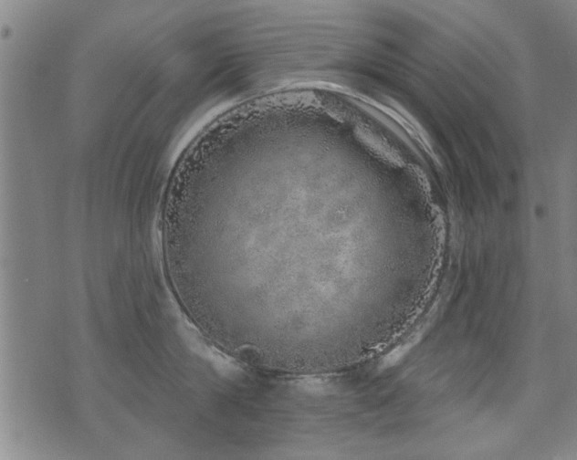 X0000072940814200607211100