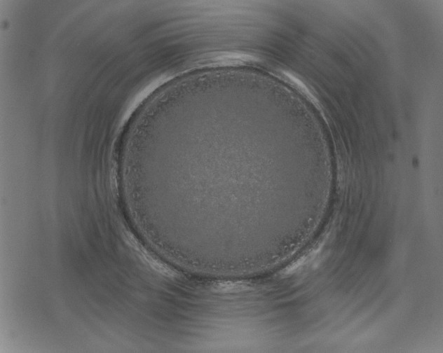 X0000072940835200607211059