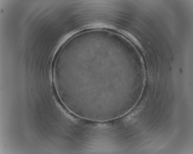 X0000072940839200607211059