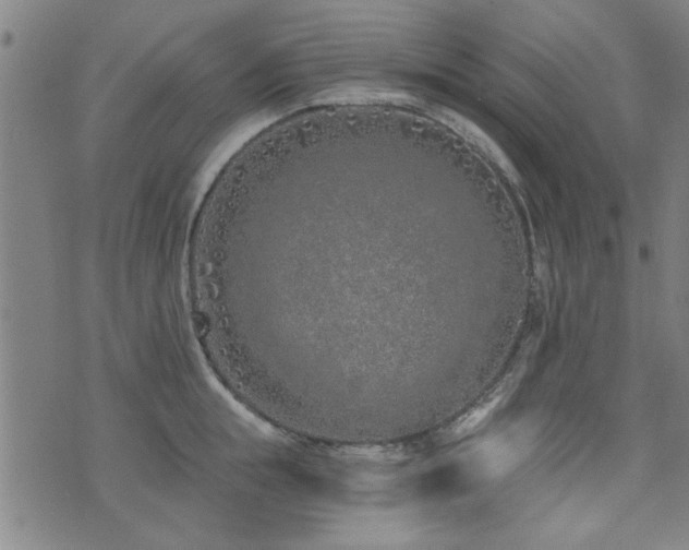 X0000072940855200607211100