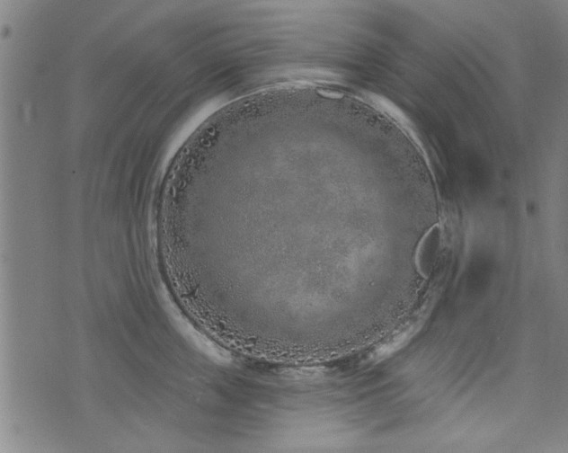 X0000072940859200607211100