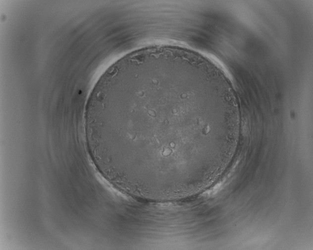 X0000072940903200607211058