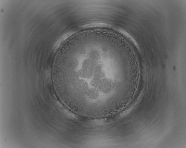 X0000072940937200607211058