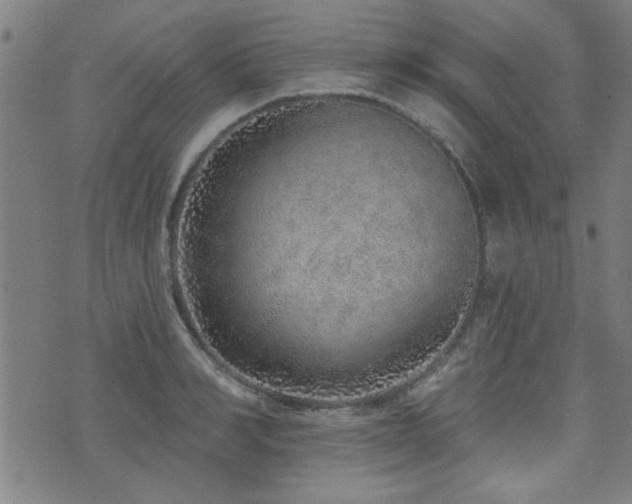 X0000072940990200607211057