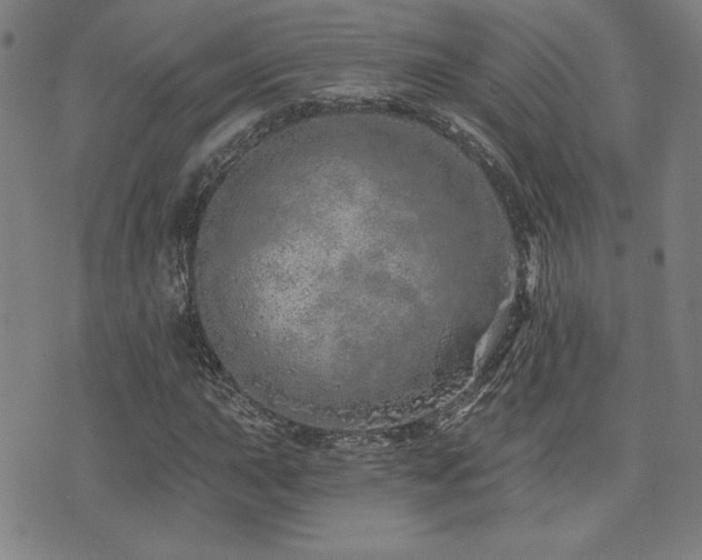 X0000072941015200607211056