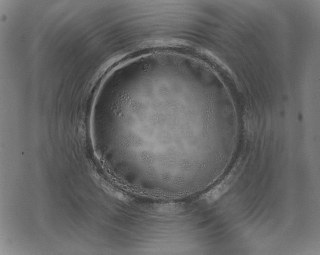 X0000072941025200607211056