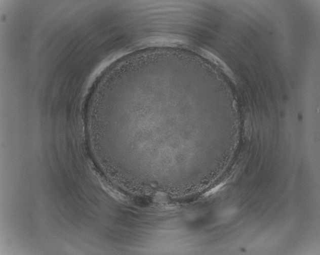 X0000072941027200607211056