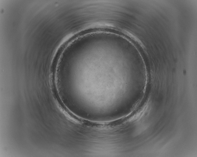 X0000072941029200607211056