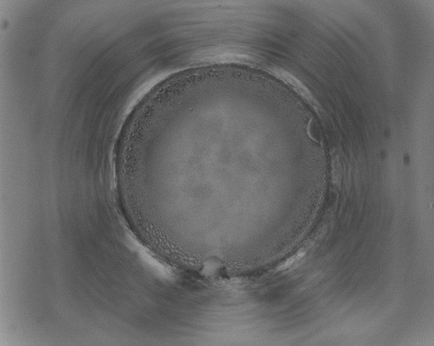 X0000072941031200607211056