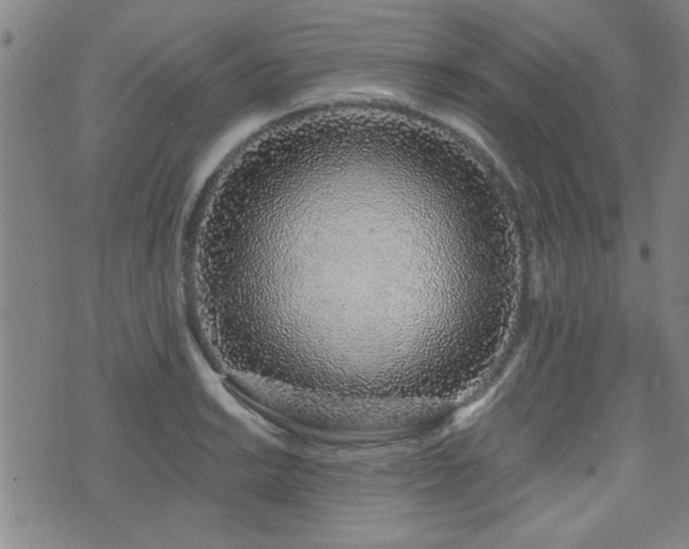 X0000072941038200607211056