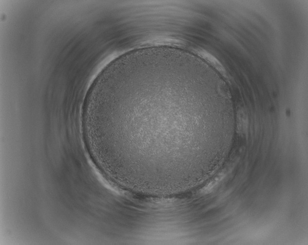 X0000072941039200607211056