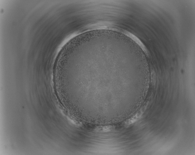 X0000072941051200607211057