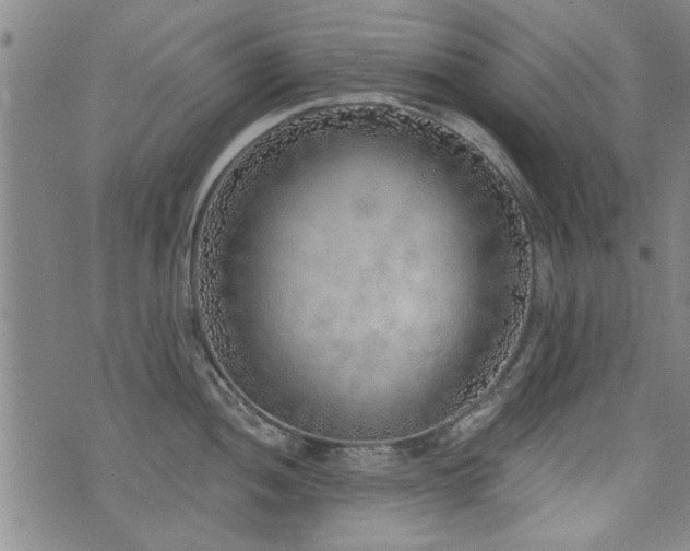 X0000072941052200607211057