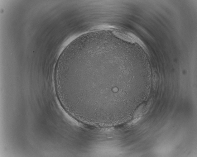 X0000072941055200607211057