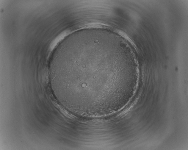 X0000072941067200607211056