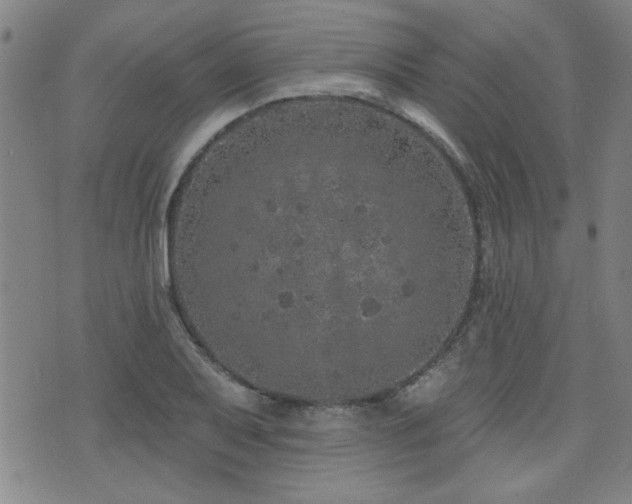 X0000072941079200607211056