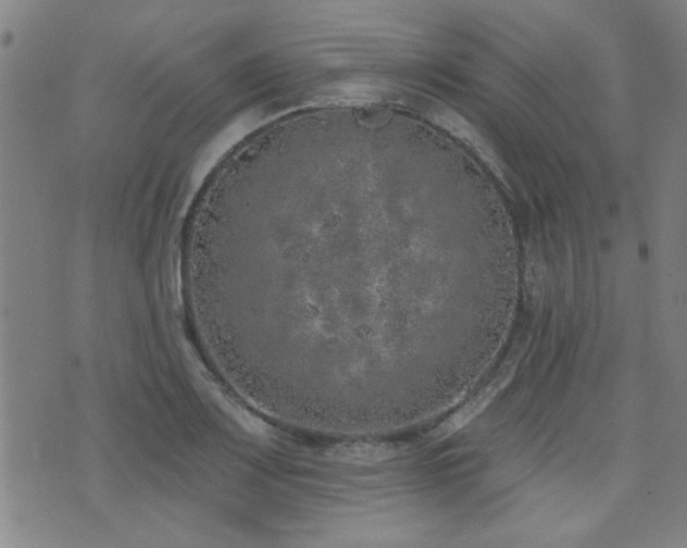 X0000072941083200607211056