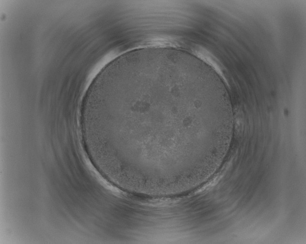 X0000072941091200607211055