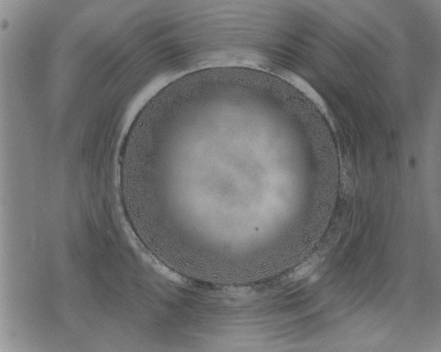 X0000072941096200607211055