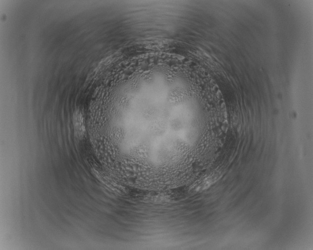 X0000072941106200607211054