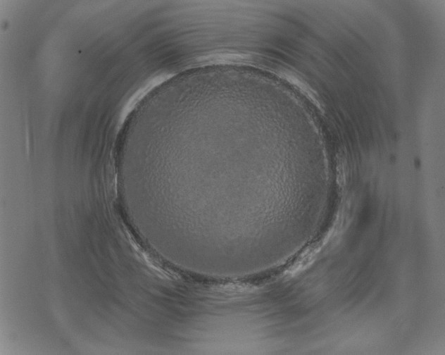 X0000072941117200607211055