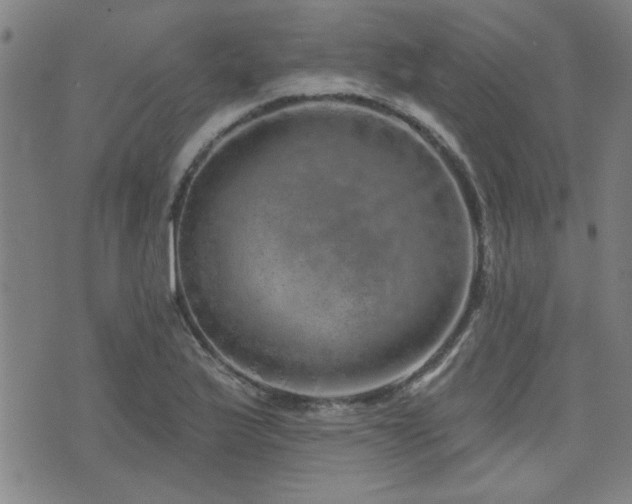 X0000072941175200607211054