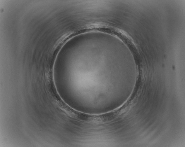 X0000072941217200607211053