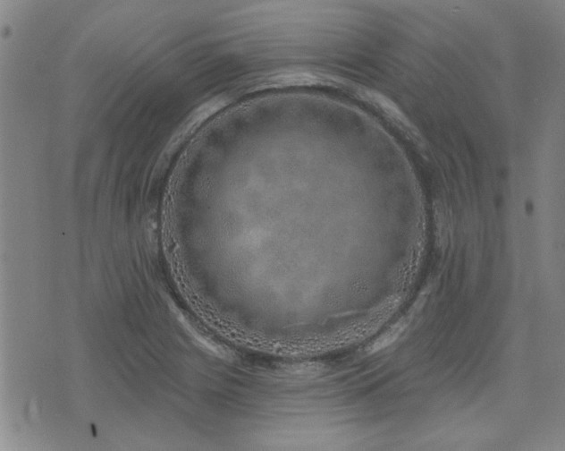 X0000072941225200607211053