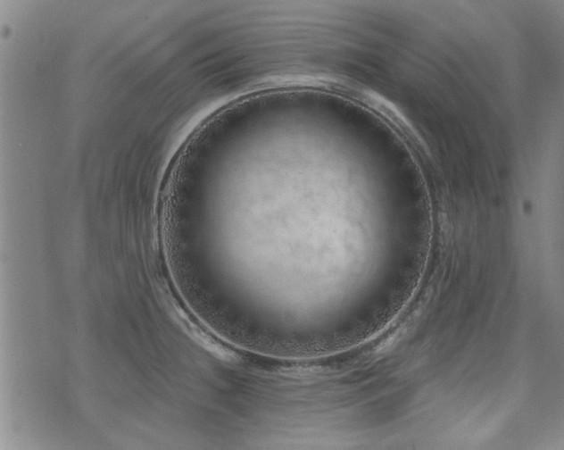 X0000072941236200607211053