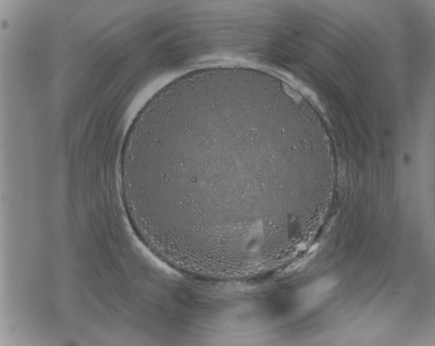 X0000072941239200607211053