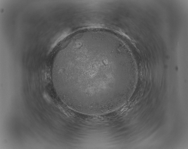 X0000072941255200607211053