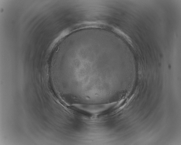 X0000072941411200607211050