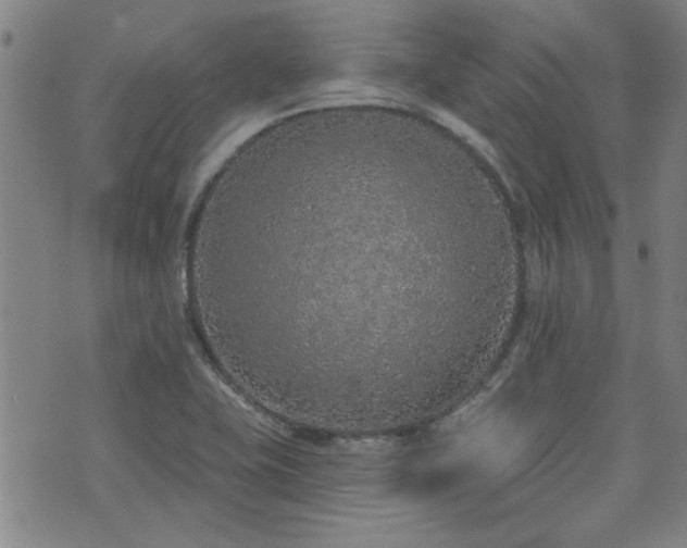 X0000072941415200607211050