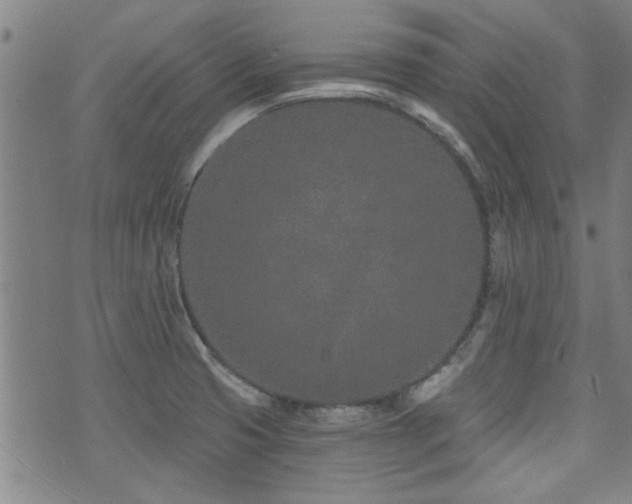 X0000072941425200607211050