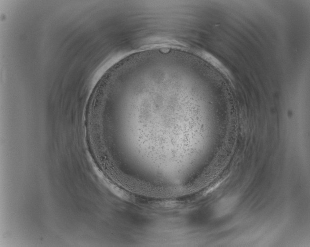 X0000072941431200607211050