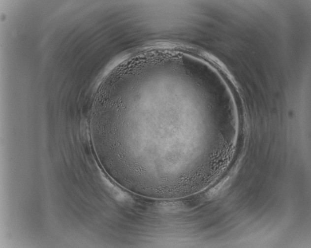 X0000072941433200607211050