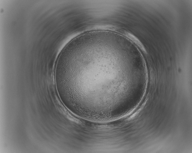 X0000072941436200607211050