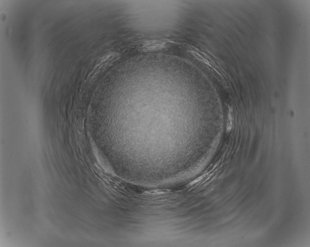 X0000072941441200607211050