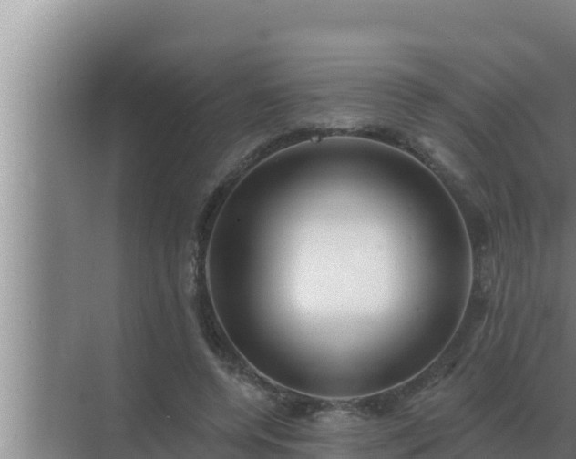 X0000072940544200607282206