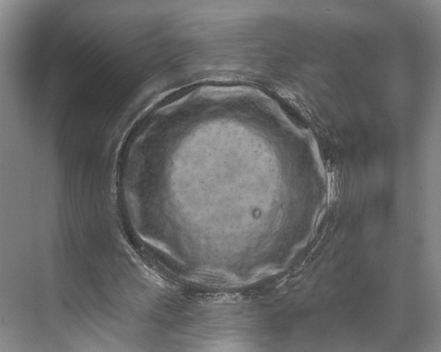 X0000072940243200608041249