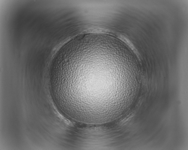 X0000072940433200608041246