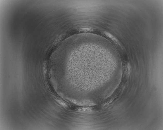 X0000072940517200608041245