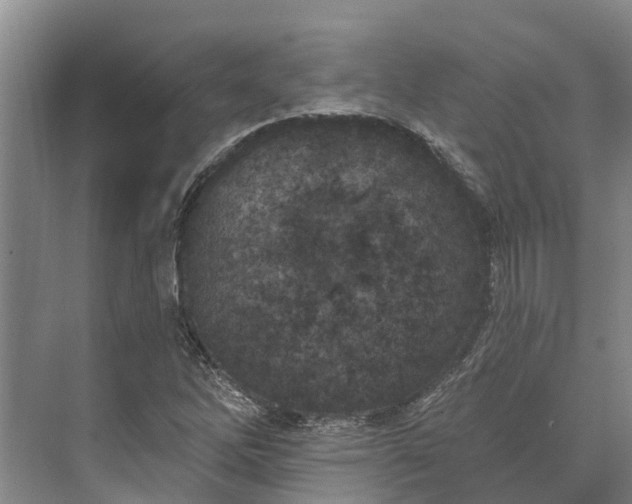 X0000072941262200608041233