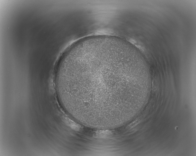 X0000072941454200608041229