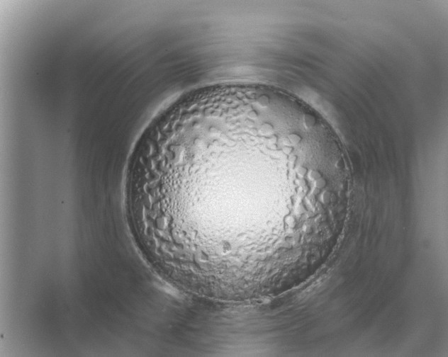 X0000072941477200608041229