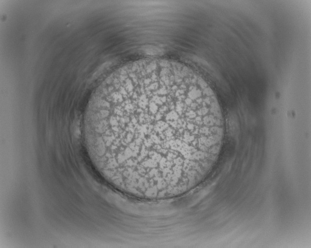 X0000072940032200608111611