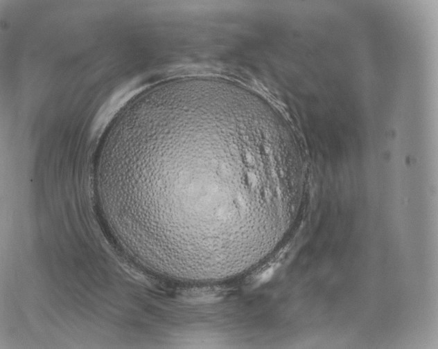 X0000072940103200608111610